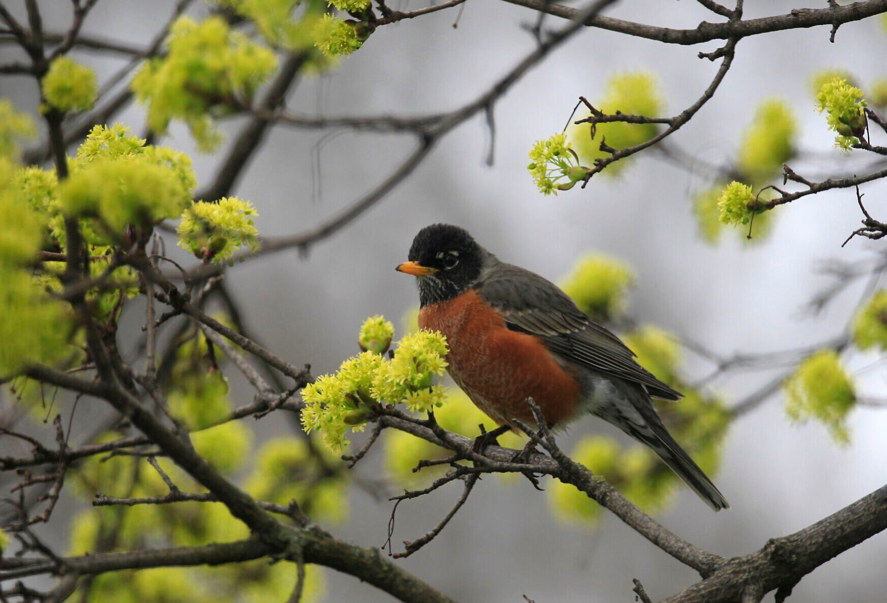 American Robin
